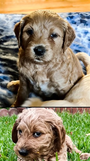 Everybody loves puppies. Throwback to Willow Grace’s babies 🤷🏼‍♀️ #cutepuppies #puppies #goldendoodlepuppies #goldendoodles | Tammy Jones