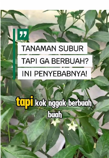 Tanaman subur tapi ga berbuah? ini dia penyebabnya! simak sampai selesai #agriculture #petanimuda #pertanian #fyp