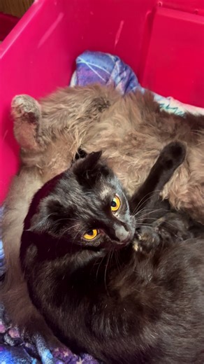 shannin (@shannin89)’s videos with original sound - shannin