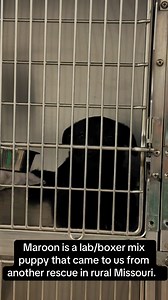 9.4K views · 299 reactions | Maroon is a lab/boxer mix puppy that...