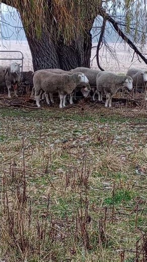 Ram in with his girls - new lambs in spring! #sheep #cuteanimals #farm #ram