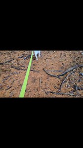 7.4K views · 696 reactions | Mom thinks my little bow legged, yet straight get-a-way sticks are the cutest when played in fast, fast forward 藍 #Ivan #ivanbrbtc #bullterrier #fastforward #bowlegged #getawaysticks | Ivan the Terribully Handsome Boy - Adopted | Facebook