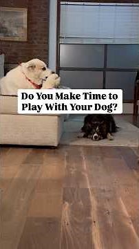 Do You Play With Your Dog? 🐶 #shorts