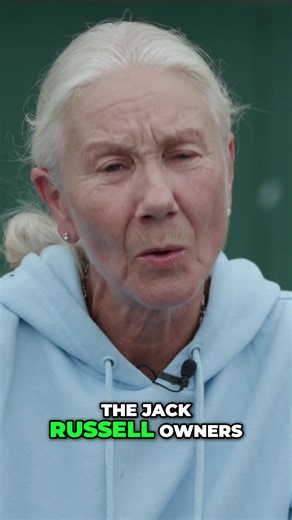 What's hiding in your Jack Russell's DNA?