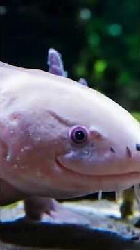 Alien Species Earth’s Strangest Life Forms #facts #shorts #universe