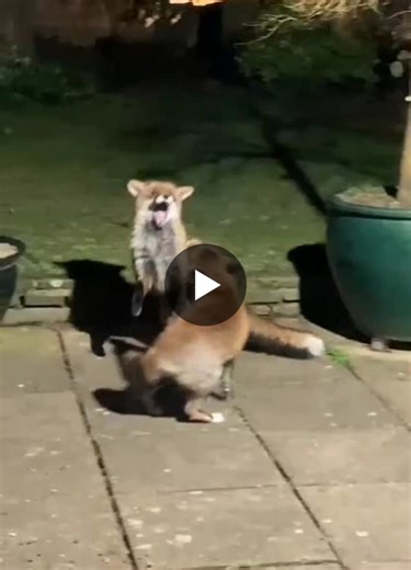 We couldn t resist sharing again this wonderful video captured by one of our fantastic volunteers! Watch as a pair of foxes navigate the intricacies of breeding season. He’s interested, but she’s… | The Fox Project