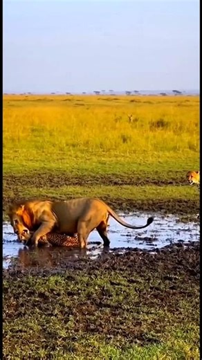 Lion vs Leopard Real Jungle Fight Wild Animal Battle in Africa #LionVsLeopard #WildlifeFight