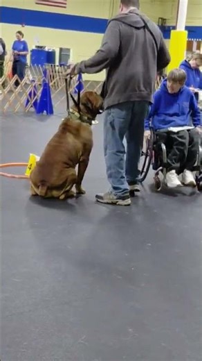 Big Boerboel Ambassador Exotic Tig Displaying Temperament #boerboel #boerboelpuppies #dogbreed