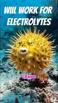 You Won't Believe What These Fish Build for Love- Pufferfish In 90 Seconds