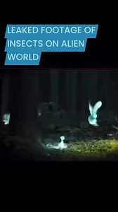 223K views · 6K reactions | I was sent this from someone anonymous. Insects on exoplanet. #fyp #creepy #UAP #coverup #Aliens #aliensarereal #exoplanets #extraterrestrial #fypシ | Alien World | Facebook