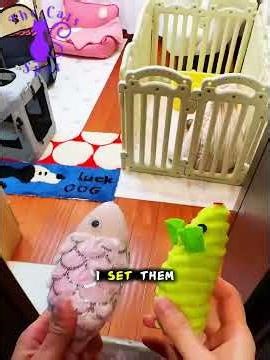 Adoption of kittens: two blue‑eyed babies finally find a family ❤️ | Kitten rescue and adoption