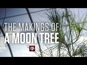 The Makings of a Moon Tree