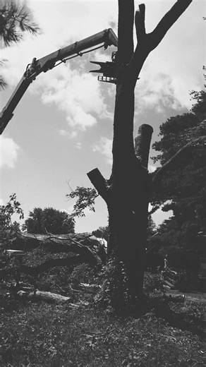 Tree Service Action - Camera and GoPro Footage Blend #treework