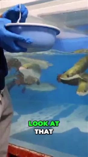 Predatory Fins ® | Rare & Exotic Fish Store on Instagram: "Feeding frenzy! Watch as the fish eagerly jump for their food. Witness the excitement and energy in the water. "He's going for it!" #fishfeeding #aquariumlife #fishenthusiast #aquariumhobby #fishlover #petfish"