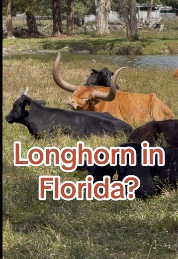 Cattle in Broward? Yes ranching still exists in Davie! Even a longhorn in the pasture. #longhorns #broward #daviefl #cattle #cow