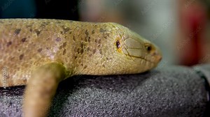 skink tenacious The Solomon Islands skink on white background. High quality photo