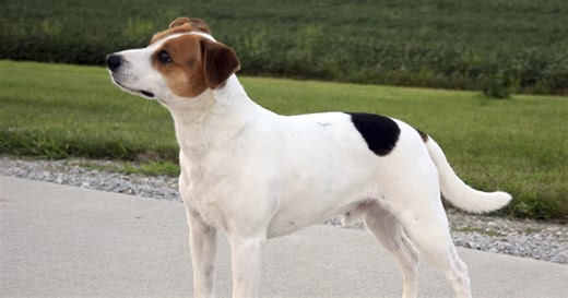 Meet the Danish-Swedish farmdog, the newest breed in the American Kennel Club's lineup