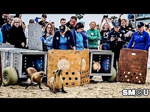 𝗥𝗘𝗧𝗨𝗥𝗡 𝗧𝗢 𝗧𝗛𝗘 𝗦𝗘𝗔: Rescued Sea Lions Released After Recovery From Illness and Injury