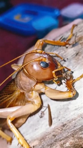 🍿 The Most Ferocious Cricket Predator 🦗😳 Sia Ferox