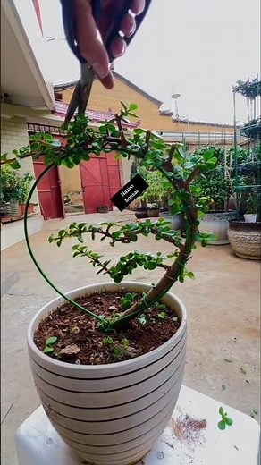 Jade Plant Bonsai: A Perfect Shape with Full Blooms - Regular Care and Pruning #JadePlantBonsai