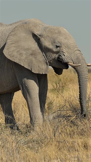 7.3K views · 89 reactions | Elephant just relaxing at Etosha National Park in Namibia. #namibia #etosha #elephant #safari #travel #wildlife #traveller #visitnamibia #africansafari #explore #wildlifephotography #madbookings | Nwrnamibia | Facebook
