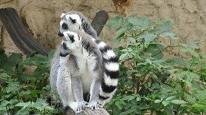 Lemurs, Monkeys, Madagascar