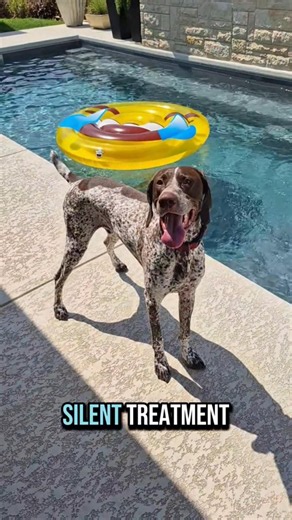 silent treatment German Shorthaired Pointer GSP Panzer... 🤔🫣🐶 #shorts #ytshorts #viral #trending