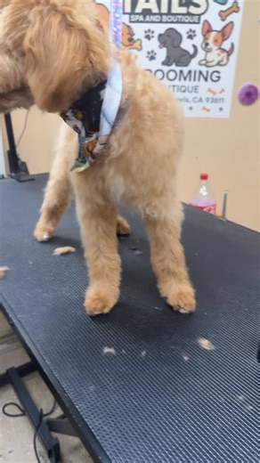 #grooming #love🐶dogs #tailsspaandboutique #opawz | Tails Spa and Boutique