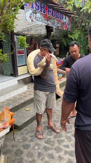 Flying fox and giant snake orange iguana #Shorts