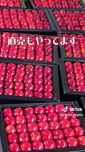 山形県南陽市で楽しむ旬のさくらんぼ狩り