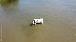 Aerial drone view of sea cow Holstein Friesian next to floating farm breed of dairy cattle that originated in the Dutch provinces of North Holland and Friesland 4k high resolution quality footage