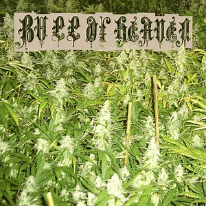 Bull Of Heaven - 001: Weed Problem