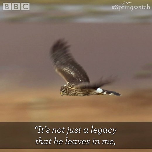 Hen harriers perform a balletic sky display 😍 #Springwatch | BBC Springwatch