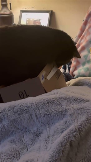 He likes his itty bitty box lol #subscribe #prettycat #cutecat #funnycat