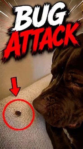 Dogs vs Bugs (Dog and Insects Moments) #pawventure #shorts
