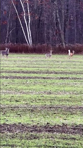 Doe Bleat Sound. MEH | RFCJ Hunting