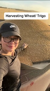 Harvesting Wheat or Trigo Ang grain na ito ay ginagawang bread, flour, pasta, noddles, cereals at marami pang iba. | Farm Life in Australia “Dai Meraflor”