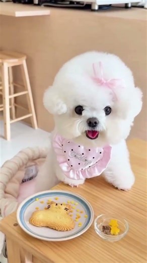 Playtime with the adorable puppy