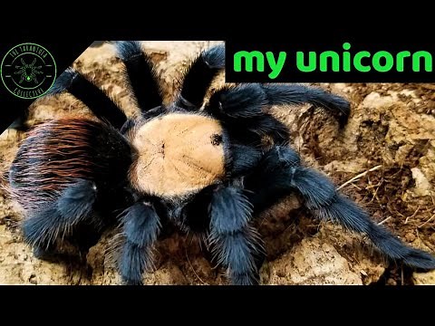 Golden Red Rump Tarantula (Brachypelma albiceps) Care & Information