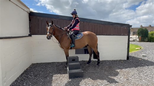 11K views · 86 reactions | Super little hack out for our smart bay gelding today . 15.3/16HH 7yrs compact cob x TB . Absolutely lovely to mount as you can see and stands forever there as video shows. Molly then videos him around the streets etc. FIRST TIME around there and she videos one handed ! Established flatwork too. Pops a jump. | MPF Horse Talent Ltd | Facebook