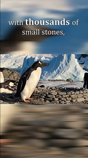 Adélie Penguin: Architects of the Antarctic