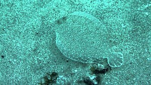 How does a flounder fish swim? [2025] | QAQooking.wiki