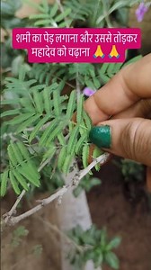 Planting Shami tree and its 🙏🙏 #viralvideo #trendingshorts #motivation