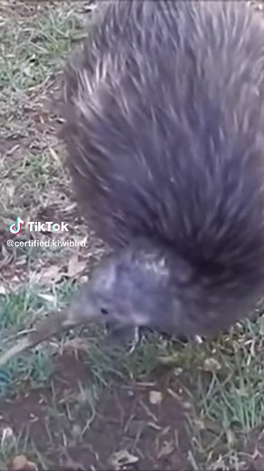 Discover the Fascinating World of Kiwi Birds and Capybaras