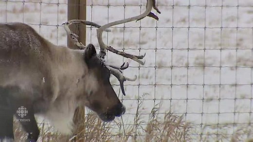 Why reindeer antlers are unlike any other mammalian organ on the planet