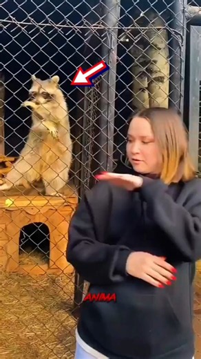 Shocking Animal Transformation!#animals #wildanimals #shorts