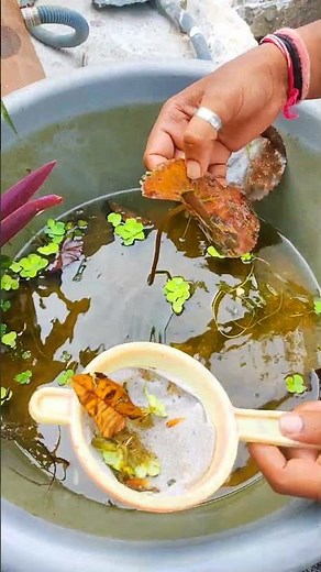 molly fish ka tab phir se setup kiya #fishshorts #mollyfish #shortsviral #shorts