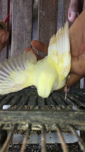 Feeding 23-day-old canary chicks🐣 #bird #canaries