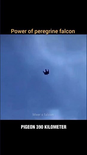 peregrine falcon vs pigeon dangerous seen ☠️