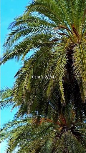 Hawaiian Music for Slowing Down and Taking It Easy 🌺 Vol.2｜Hawaiian Music｜Work BGM・Relaxing BGM